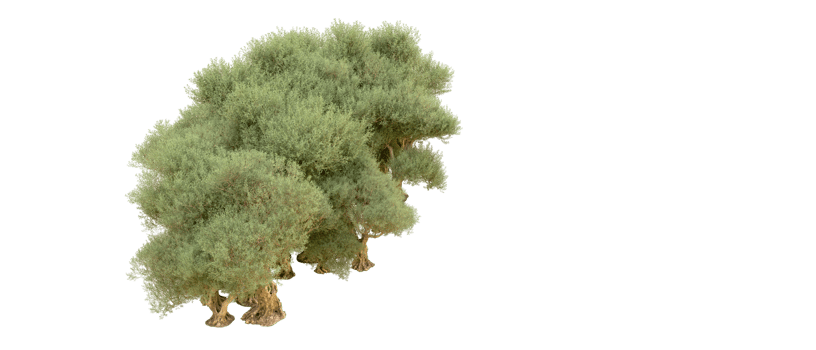 Green forest isolated on background. 3d rendering - illustration png