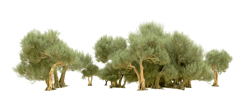 Green forest isolated on background. 3d rendering - illustration png