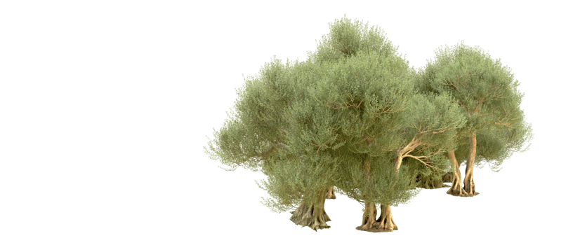 Green forest isolated on background. 3d rendering - illustration png