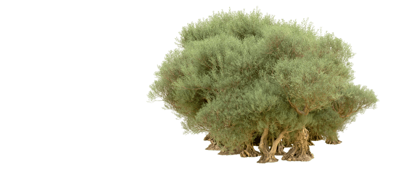 Green forest isolated on background. 3d rendering - illustration png