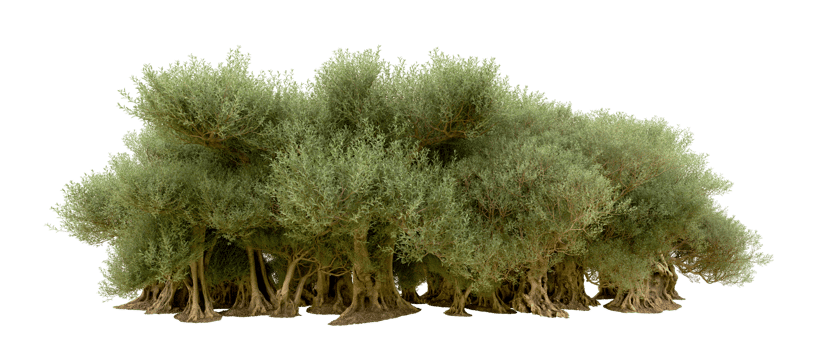 Green forest isolated on background. 3d rendering - illustration png