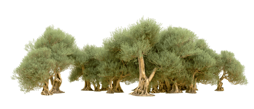 Green forest isolated on background. 3d rendering - illustration png