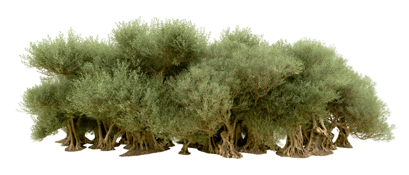 Green forest isolated on background. 3d rendering - illustration png
