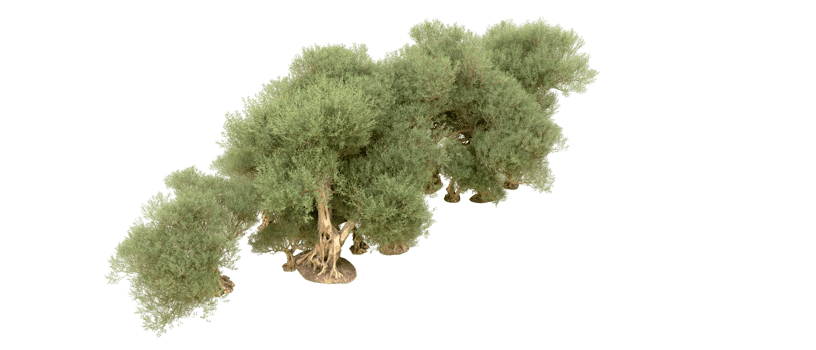 Green forest isolated on background. 3d rendering - illustration png