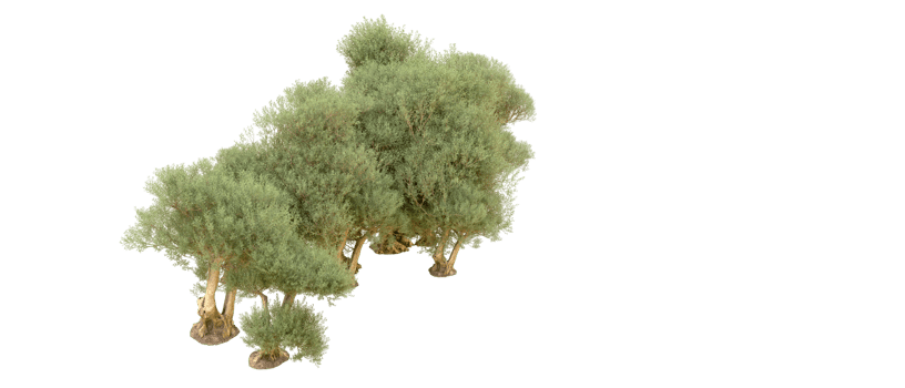 Green forest isolated on background. 3d rendering - illustration png