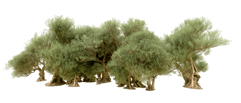 Green forest isolated on background. 3d rendering - illustration png