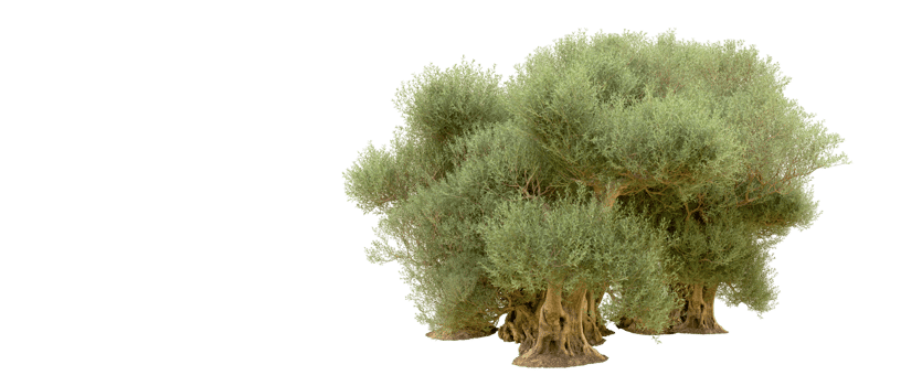 Green forest isolated on background. 3d rendering - illustration png
