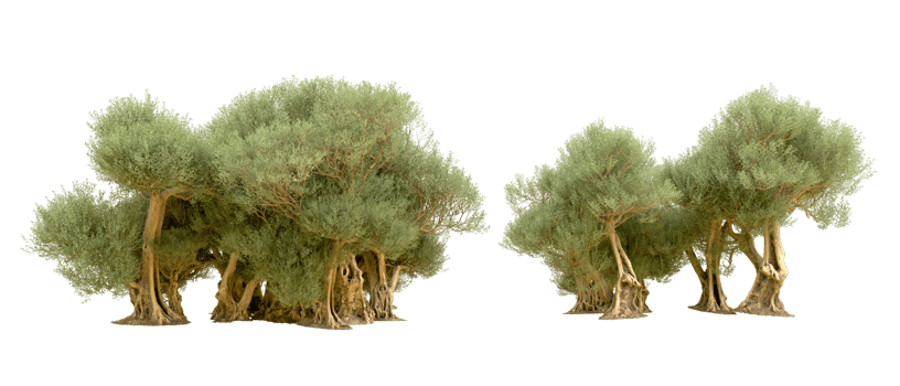 Green forest isolated on background. 3d rendering - illustration png