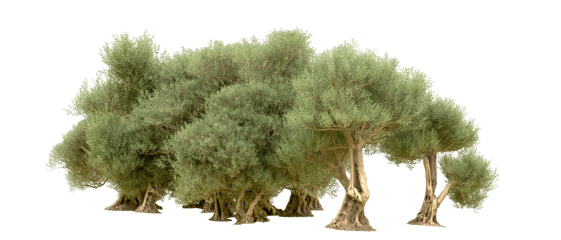 Green forest isolated on background. 3d rendering - illustration png