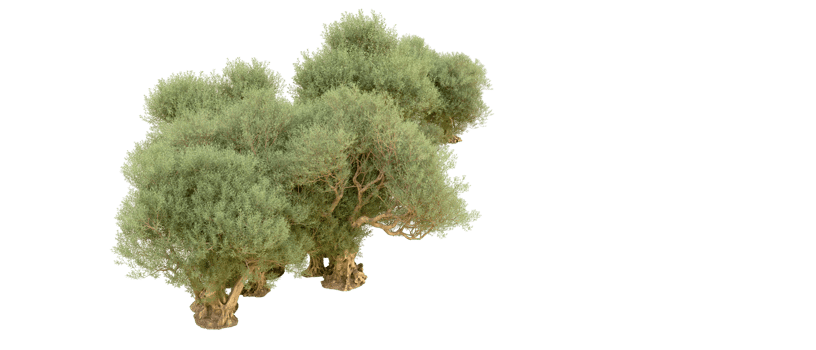 Green forest isolated on background. 3d rendering - illustration png