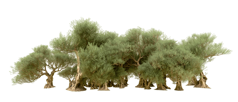 Green forest isolated on background. 3d rendering - illustration png