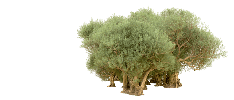 Green forest isolated on background. 3d rendering - illustration png