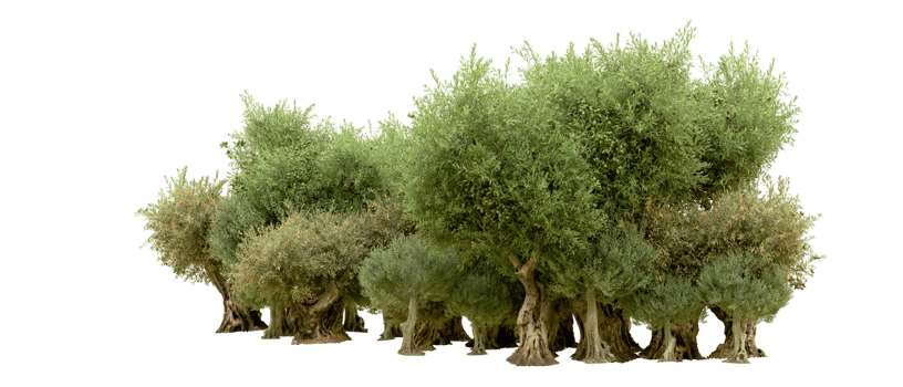 Green forest isolated on background. 3d rendering - illustration png
