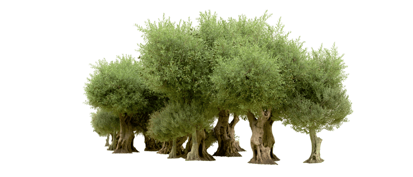 Green forest isolated on background. 3d rendering - illustration png