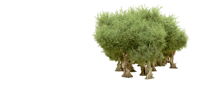 Green forest isolated on background. 3d rendering - illustration png