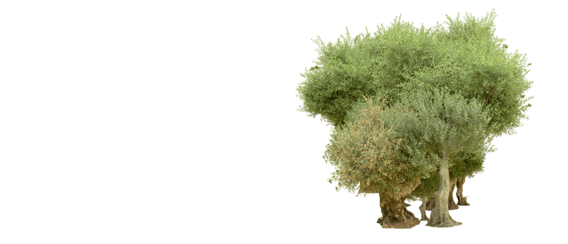 Green forest isolated on background. 3d rendering - illustration png