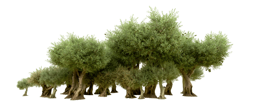 Green forest isolated on background. 3d rendering - illustration png