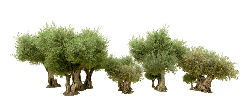 Green forest isolated on background. 3d rendering - illustration png