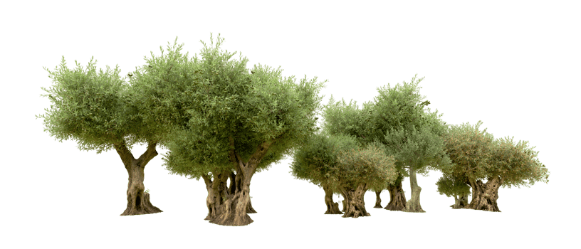 Green forest isolated on background. 3d rendering - illustration png