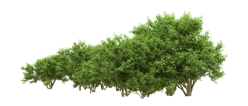 Green forest isolated on background. 3d rendering - illustration png