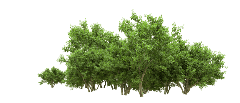 Green forest isolated on background. 3d rendering - illustration png