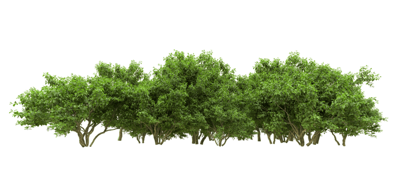 Green forest isolated on background. 3d rendering - illustration png