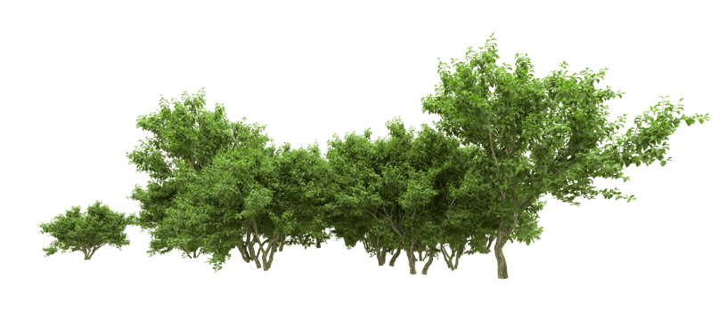 Green forest isolated on background. 3d rendering - illustration png