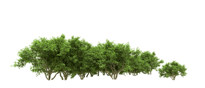 Green forest isolated on background. 3d rendering - illustration png