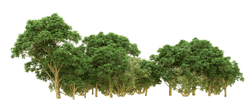 Green forest isolated on background. 3d rendering - illustration png