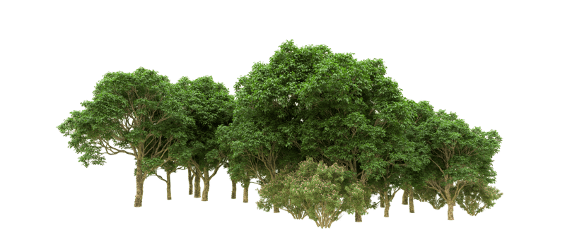 Green forest isolated on background. 3d rendering - illustration png