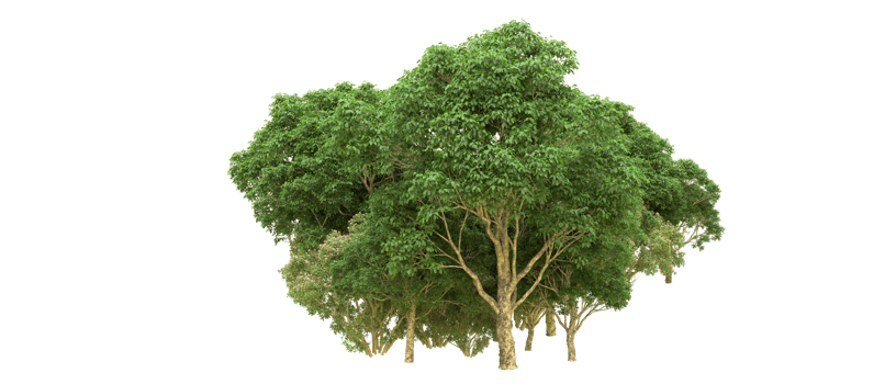 Green forest isolated on background. 3d rendering - illustration png