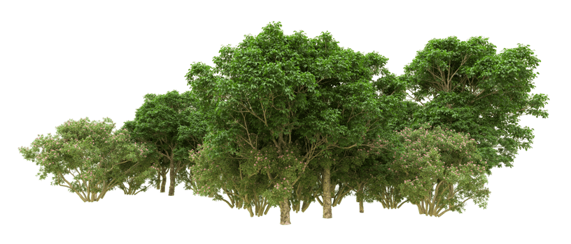 Green forest isolated on background. 3d rendering - illustration png