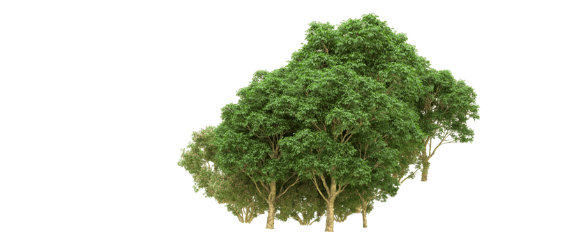 Green forest isolated on background. 3d rendering - illustration png