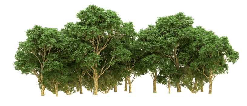 Green forest isolated on background. 3d rendering - illustration png