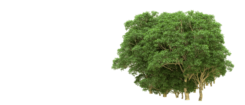 Green forest isolated on background. 3d rendering - illustration png