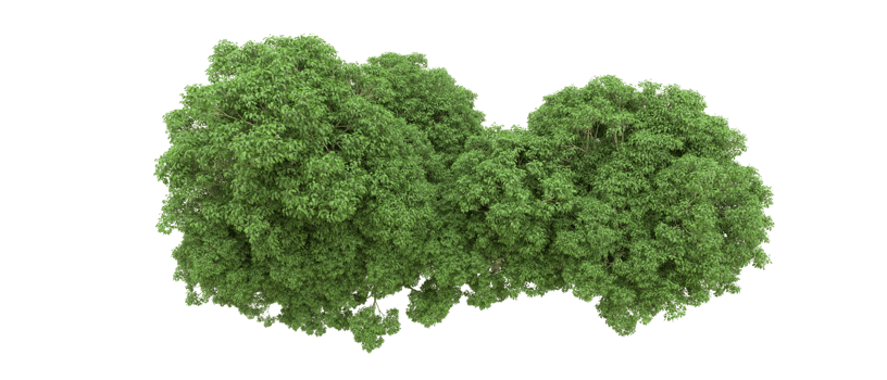 Green forest isolated on background. 3d rendering - illustration png