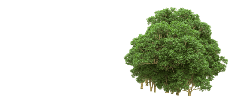 Green forest isolated on background. 3d rendering - illustration png