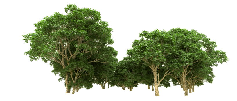 Green forest isolated on background. 3d rendering - illustration png