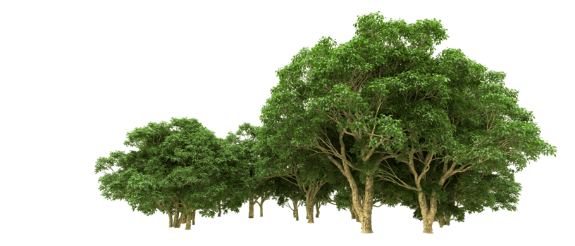 Green forest isolated on background. 3d rendering - illustration png