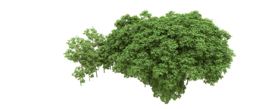 Green forest isolated on background. 3d rendering - illustration png