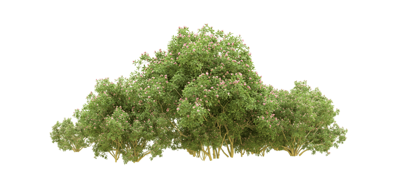 Green forest isolated on background. 3d rendering - illustration png
