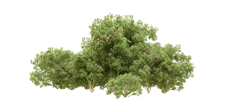 Green forest isolated on background. 3d rendering - illustration png