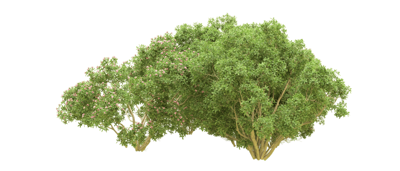 Green forest isolated on background. 3d rendering - illustration png