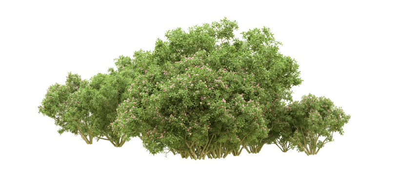 Green forest isolated on background. 3d rendering - illustration png
