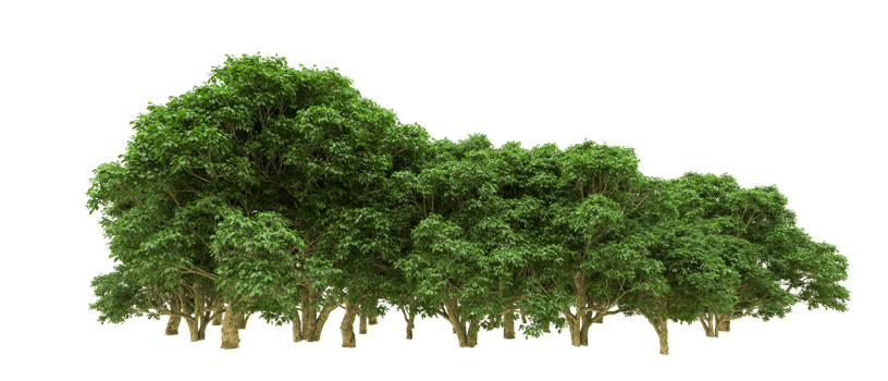 Green forest isolated on background. 3d rendering - illustration png