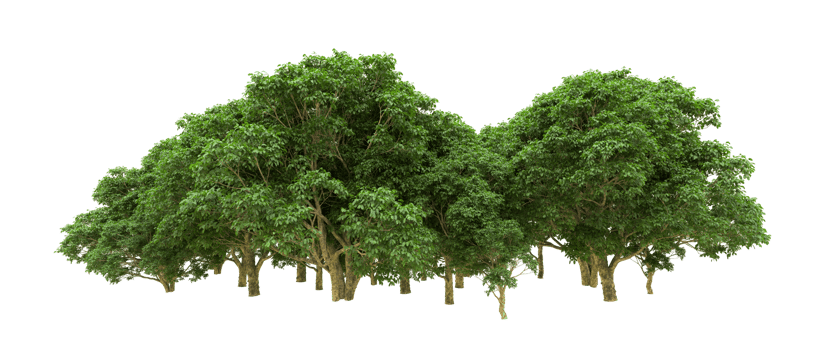 Green forest isolated on background. 3d rendering - illustration png