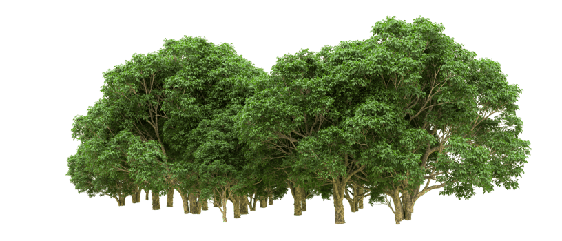 Green forest isolated on background. 3d rendering - illustration png