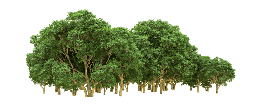 Green forest isolated on background. 3d rendering - illustration png
