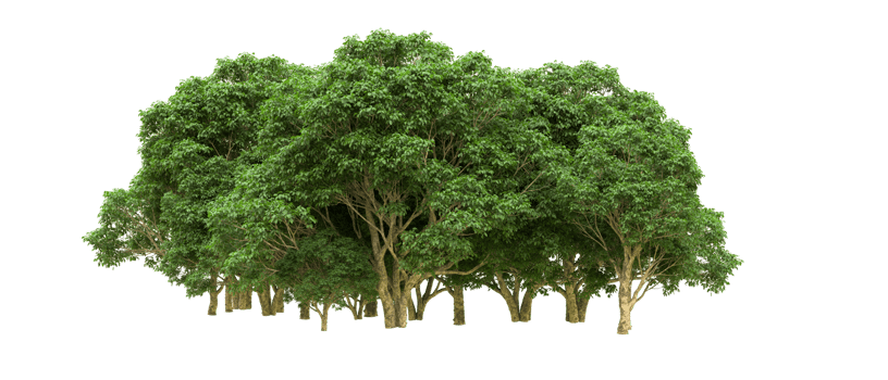 Green forest isolated on background. 3d rendering - illustration png