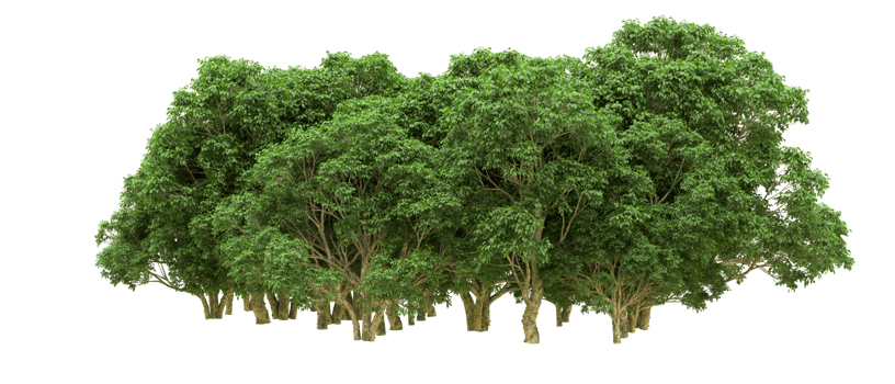 Green forest isolated on background. 3d rendering - illustration png